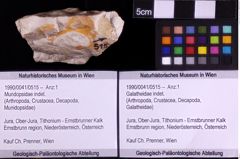 Foto (Objekt + Etiketten) von Mundopsidae indet. (NHMW-GEO-1990-0041-0515)